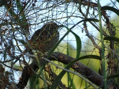 Toxostoma cinereum