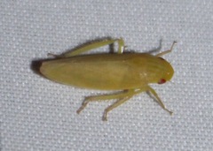 Gyponana
