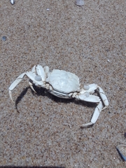 Cyrtograpsus angulatus