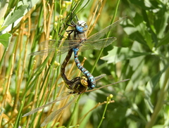 Rhionaeschna variegata