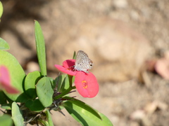 Hemiargus ceraunus