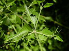 Austrobrickellia patens