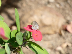 Hemiargus ceraunus