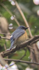 Cyornis tickelliae