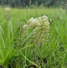 Schizocarphus nervosus