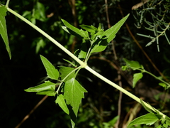Austrobrickellia patens