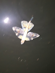 Exocoetidae
