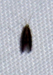 Hydroptilidae