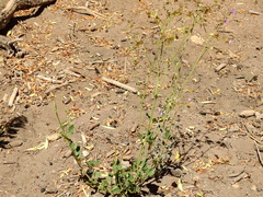 Mirabilis ovata