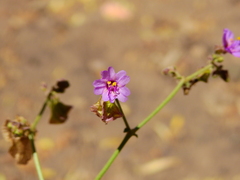 Mirabilis ovata