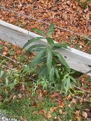 Eupatorium cannabinum