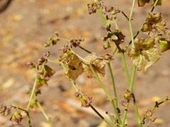 Mirabilis ovata