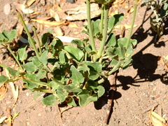 Mirabilis ovata