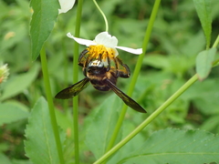 Xylocopa tranquebarorum