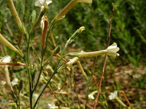 Image of Nicotiana noctiflora by (c) Guillermo Debandi, some rights reserved (CC BY)