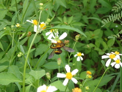 Xylocopa tranquebarorum