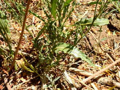 Nicotiana noctiflora, photograph (c) Guillermo Debandi, some rights reserved (CC BY)