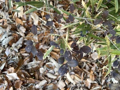 Ligustrum obtusifolium