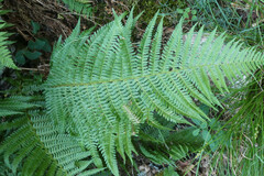 Dryopteris filix-mas