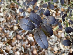 Ligustrum obtusifolium