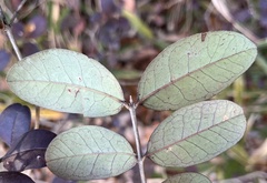 Ligustrum obtusifolium