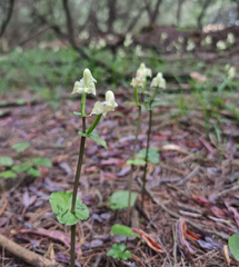 Disperis lindleyana