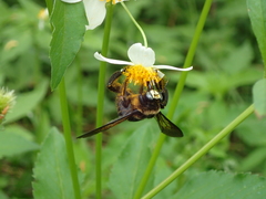 Xylocopa tranquebarorum