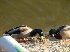 Anas platyrhynchos