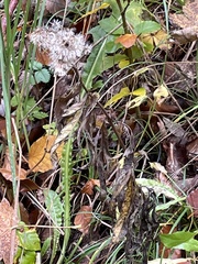 Eupatorium cannabinum