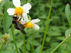 Xylocopa tranquebarorum