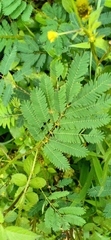 Mimosa diplotricha