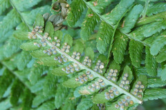 Dryopteris filix-mas