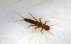 Perlodidae