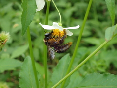 Xylocopa tranquebarorum