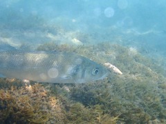 Dicentrarchus labrax