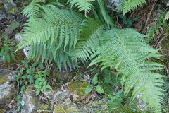 Dryopteris filix-mas