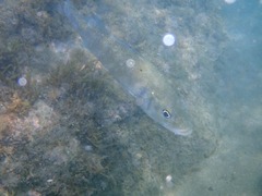 Dicentrarchus labrax