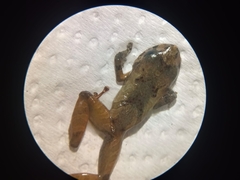 Eleutherodactylus johnstonei