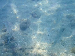 Sparus auratus