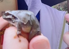 Hyla arborea