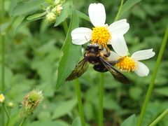 Xylocopa tranquebarorum