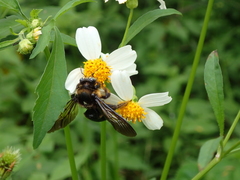 Xylocopa tranquebarorum