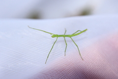 Clonopsis gallica