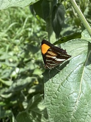 Adelpha syma