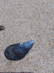 Mytilus platensis