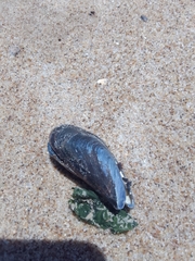 Mytilus platensis