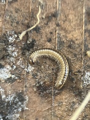 Brachyiulus