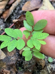 Phyllanthus tenellus