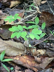 Phyllanthus tenellus