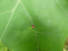 Zopheroteras sphaerula